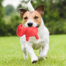 Yiqln Köpek Kauçuk Oyuncak Diş Temizleme ve Isırmaya Dalı Red Bull (Yurt Dışından)