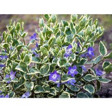 Morlalem Alacalı Cezayir Menekşesi, Vinca Major Variegata, Çiçek Fidanı