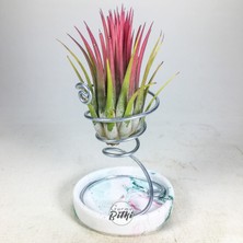 Gurme Bitki Tillandsia Ionantha Rubra (M) - El Yapımı Dekoratif Standı ile Hava Bitkisi Air Plant