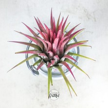 Gurme Bitki Tillandsia Ionantha Rubra (M) - El Yapımı Dekoratif Standı ile Hava Bitkisi Air Plant