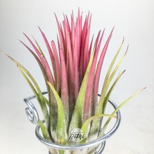 Gurme Bitki Tillandsia Ionantha Rubra (M) - El Yapımı Dekoratif Standı ile Hava Bitkisi Air Plant