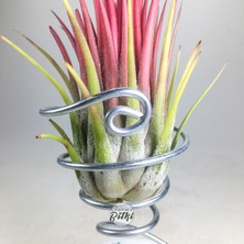 Gurme Bitki Tillandsia Ionantha Rubra (M) - El Yapımı Dekoratif Standı ile Hava Bitkisi Air Plant