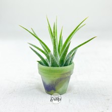 Gurme Bitki Tillandsia Ionantha Pup (Xs) El Yapımı Minyatür Saksıda Hava Bitkisi Airplant Nadir Bitki