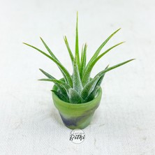 Gurme Bitki Tillandsia Ionantha Pup (Xs) El Yapımı Minyatür Saksıda Hava Bitkisi Airplant Nadir Bitki