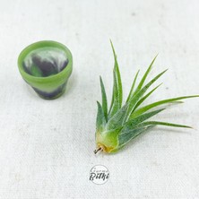 Gurme Bitki Tillandsia Ionantha Pup (Xs) El Yapımı Minyatür Saksıda Hava Bitkisi Airplant Nadir Bitki