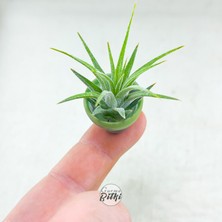 Gurme Bitki Tillandsia Ionantha Pup (Xs) El Yapımı Minyatür Saksıda Hava Bitkisi Airplant Nadir Bitki