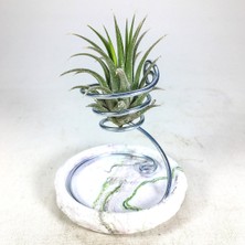 Gurme Bitki Tillandsia Ionantha Green (M) - El Yapımı Dekoratif Standı Ile Hava Bitkisi Çiçeği Air Plant