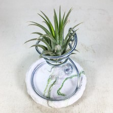 Gurme Bitki Tillandsia Ionantha Green (M) - El Yapımı Dekoratif Standı Ile Hava Bitkisi Çiçeği Air Plant