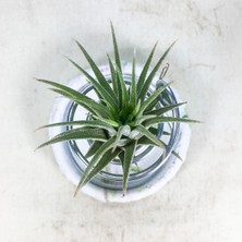 Gurme Bitki Tillandsia Ionantha Green (M) - El Yapımı Dekoratif Standı Ile Hava Bitkisi Çiçeği Air Plant