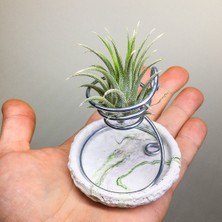 Gurme Bitki Tillandsia Ionantha Green (M) - El Yapımı Dekoratif Standı Ile Hava Bitkisi Çiçeği Air Plant