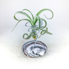 Gurme Bitki Tillandsia Curly Slim Pup (S) - El Yapımı Dekoratif Standı Ile Hava Bitkisi Airplant