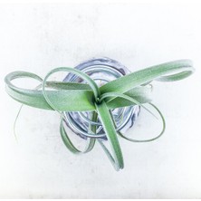 Gurme Bitki Tillandsia Curly Slim Pup (S) - El Yapımı Dekoratif Standı Ile Hava Bitkisi Airplant