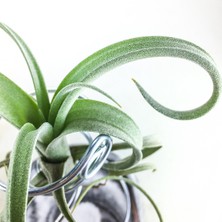 Gurme Bitki Tillandsia Curly Slim Pup (S) - El Yapımı Dekoratif Standı Ile Hava Bitkisi Airplant