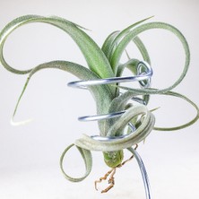 Gurme Bitki Tillandsia Curly Slim Pup (S) - El Yapımı Dekoratif Standı Ile Hava Bitkisi Airplant