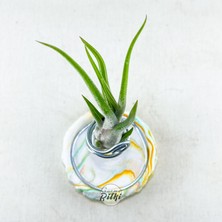 Gurme Bitki Tillandsia Caput Medusae (S) - El Yapımı Dekoratif Standı Ile Hava Bitkisi Çiçeği Air Plant