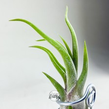 Gurme Bitki Tillandsia Caput Medusae (S) - El Yapımı Dekoratif Standı Ile Hava Bitkisi Çiçeği Air Plant