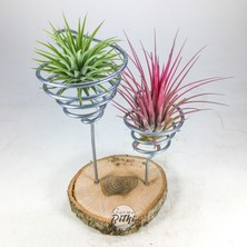 Gurme Bitki Ionantha Mania - Tillandsia Hava Bitkisi Çiçeği Aranjman