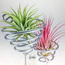 Gurme Bitki Ionantha Mania - Tillandsia Hava Bitkisi Çiçeği Aranjman