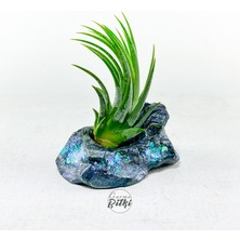 Gurme Bitki Tillandsia Ionantha Green (M) Crystal Stand - Hava Bitkisi Çiçeği Air Plant