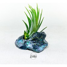 Gurme Bitki Tillandsia Ionantha Green (M) Crystal Stand - Hava Bitkisi Çiçeği Air Plant