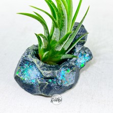 Gurme Bitki Tillandsia Ionantha Green (M) Crystal Stand - Hava Bitkisi Çiçeği Air Plant