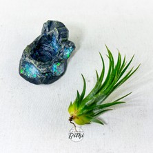 Gurme Bitki Tillandsia Ionantha Green (M) Crystal Stand - Hava Bitkisi Çiçeği Air Plant