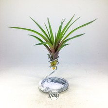 Gurme Bitki Tillandsia Cyanea (L) - El Yapımı Dekoratif Standı Ile Köksüz Hava Bitkisi Airplant