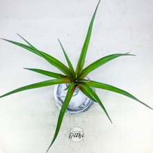 Gurme Bitki Tillandsia Cyanea (L) - El Yapımı Dekoratif Standı Ile Köksüz Hava Bitkisi Airplant