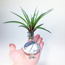 Gurme Bitki Tillandsia Cyanea (L) - El Yapımı Dekoratif Standı Ile Köksüz Hava Bitkisi Airplant