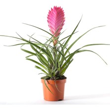 Gurme Bitki Tillandsia Cyanea - Pink Quill Hava Bitkisi Çiçeği 5.5 cm Saksıda