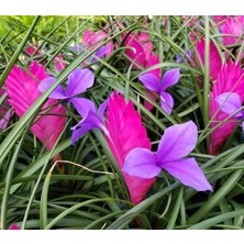 Gurme Bitki Tillandsia Cyanea - Pink Quill Hava Bitkisi Çiçeği 5.5 cm Saksıda