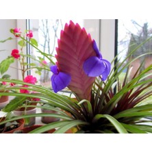 Gurme Bitki Tillandsia Cyanea - Pink Quill Hava Bitkisi Çiçeği 5.5 cm Saksıda