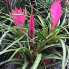 Gurme Bitki Tillandsia Cyanea - Pink Quill Hava Bitkisi Çiçeği 5.5 cm Saksıda