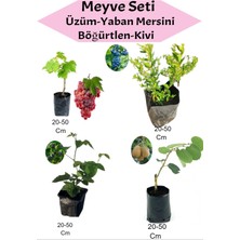 Bitkim Sende Meyve Seti 4'lü Set Kırmızı Üzüm-Yaban Mersini-Böğürtlen-Kivi