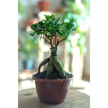 AGAPI Ficus Ging Seng-Bonsai Ağacı-300 GR 35 CM BÜYÜK FORM