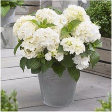 Biorganix Hydrangea Mocnophylla 10-20 cm Ortanca Çiçeği Fidanı-Aşılı Tüplü Beyaz Renk