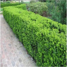 Biorganix Şimşir (Buxus Sempervirens) Fidanı 20-40 cm