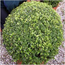 Biorganix Şimşir (Buxus Sempervirens) Fidanı 20-40 cm