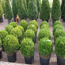 Biorganix Şimşir (Buxus Sempervirens) Fidanı 20-40 cm