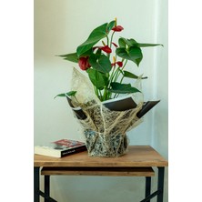 AGAPI Anthurium Turenza- Antoryum Çiçeği DOLGUN FORMLU