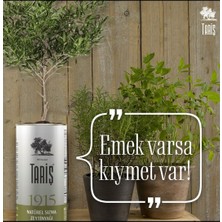 Tariş 1915 Naturel Sızma Zeytinyağı 2000MLX3