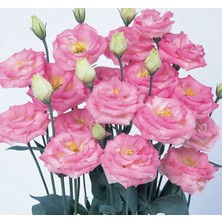 megcito Lisianthus Tohumu ( Lale Gül ) Iri Çiçek Serisi - Pembe ( 5 Tohum )