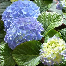 Biorganix Mavi Ortanca Fidanı Hydrangea Mocnophylla 10-20 cm