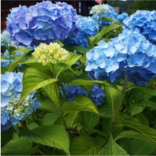 Biorganix Mavi Ortanca Fidanı Hydrangea Mocnophylla 10-20 cm