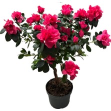 Betonish Rhododendron Indicum 'Magenta' (Açelya Çiçeği)