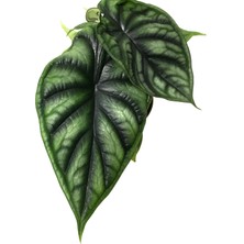 Betonish - Alocasia Baginda 'dragon Scale' (Fil Kulağı)