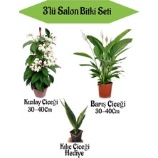 Bitkim Sende Kızılay Çiçeği+ Barış Çiçeği+ Hediyelik Kılıç Bitkisi