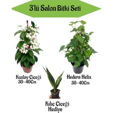 Bitkim Sende Salon Bitkisi Kızılay Çiçeği+ Hedera Helix+ Hediyelik Kılıç Bitkisi