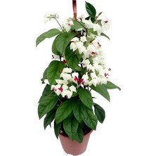 Bitkim Sende Kızılay Çiçeği+ Hedera Helix+ Hediyelik Mini Kurdele Çiçeği