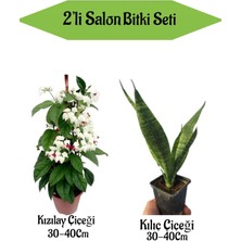 Bitkim Sende 2' Li Set Kızılay Çiçeği+ Kılıç Bitkisi